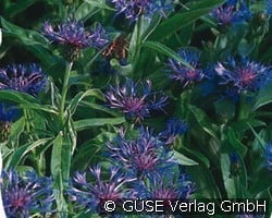 Bergkornblume (Stauden für Beete, Rabatten & Schnitt) Bild der Staude 'Bergkornblume' (Centaurea montana 'Grandiflora')