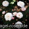Bild der Rose 'Little White Pet' (Chinarose)