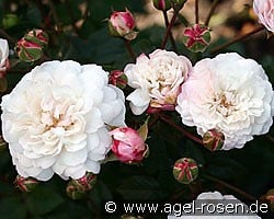 Little White Pet (Chinarose) Bild der Rose 'Little White Pet' (Chinarose)