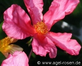 Mutabilis (Chinarose) Bild der Rose 'Mutabilis' (Chinarose)