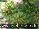 Bild der Rose 'Viridiflora' (Chinarose)