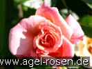 Picture of the rose 'Aloha' (Climbing Rose)