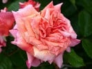 Aloha (Climbing Rose) Picture of the rose 'Aloha' (Climbing Rose)