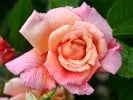 Aloha (Climbing Rose) Picture of the rose 'Aloha' (Climbing Rose)