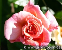 Aloha (Climbing Rose) Picture of the rose 'Aloha' (Climbing Rose)