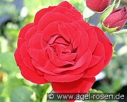 Amadeus (Climbing Rose) Picture of the rose 'Amadeus' (Climbing Rose)
