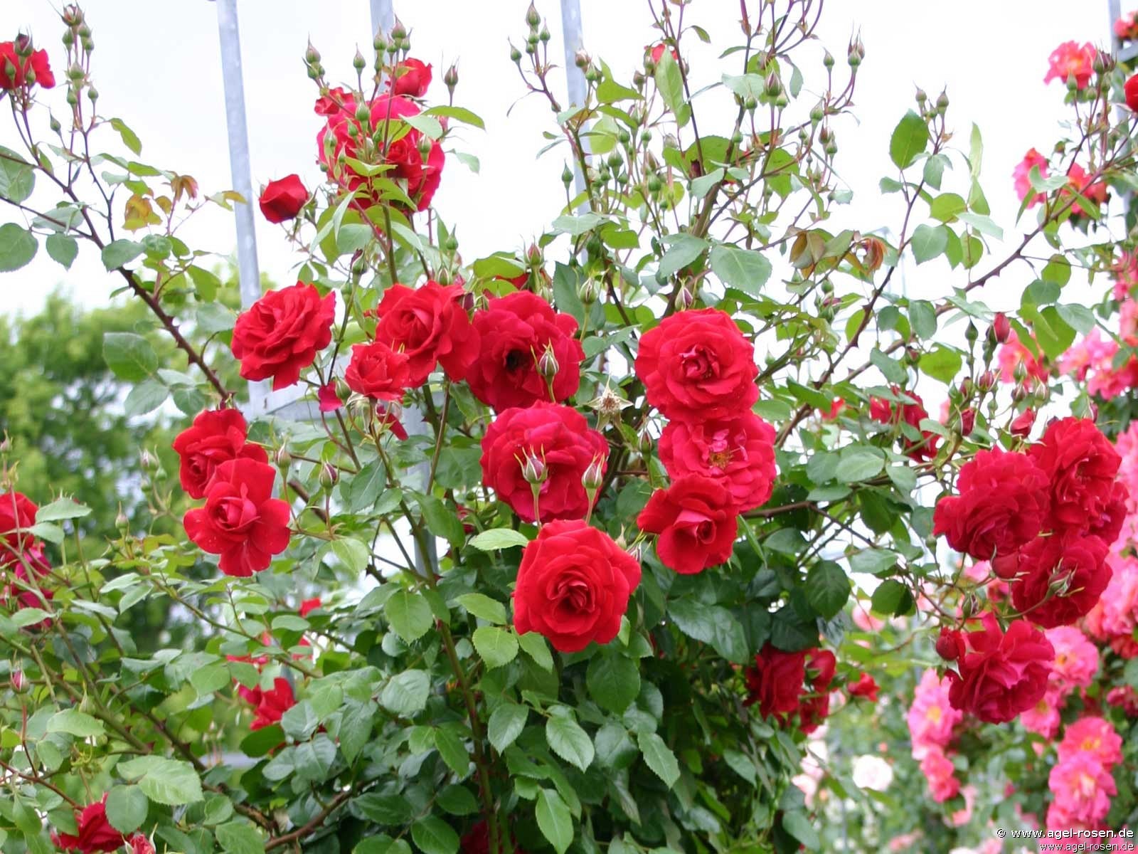 Picture of the rose 'Baikal (The Prince's Trust)' (Climbing Rose)