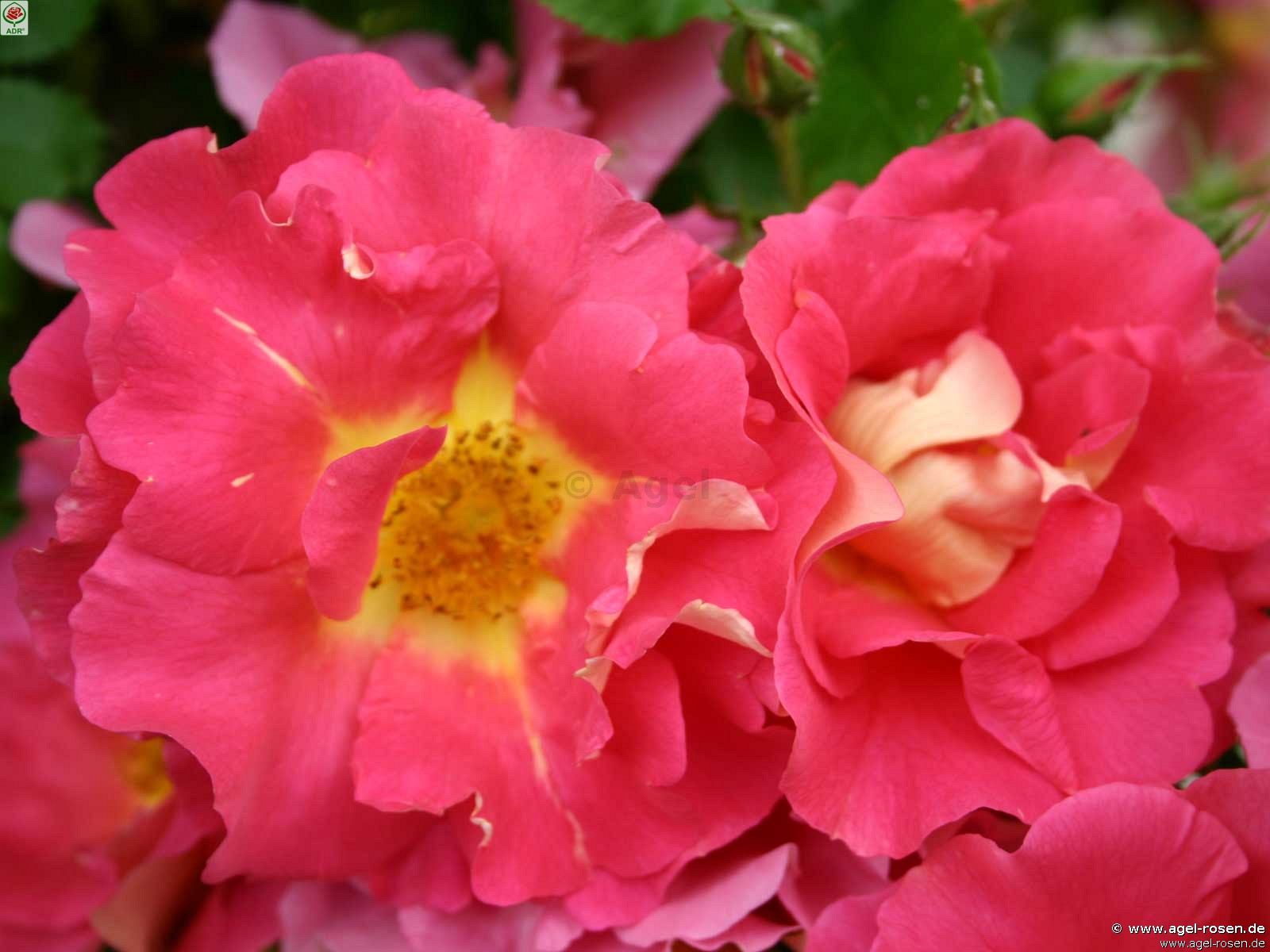 Picture of the rose 'Bajazzo' (Climbing Rose)