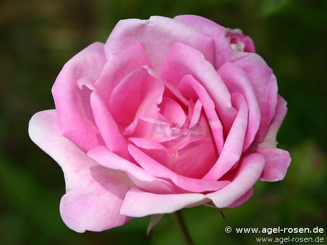 Picture of the rose 'Blairii' (Climbing Rose)