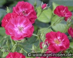 Climbing Alberich (Climbing Rose) Picture of the rose 'Climbing Alberich' (Climbing Rose)