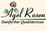 Climbing Gail Borden, click for more details Climbing Gail Borden (Climbing Rose)