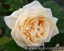 Climbing Lady Hillingdon (Climbing Rose) Picture of the rose 'Climbing Lady Hillingdon' (Climbing Rose)