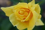 Climbing Landora, click for more details Picture of the rose 'Climbing Landora' (Climbing Rose)