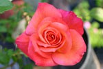 Climbing Yesterday, click for more details Picture of the rose 'Climbing Yesterday' (Climbing Rose)