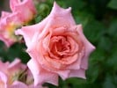 Compassion (Climbing Rose) Picture of the rose 'Compassion' (Climbing Rose)
