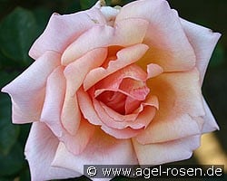 Compassion (Climbing Rose) Picture of the rose 'Compassion' (Climbing Rose)