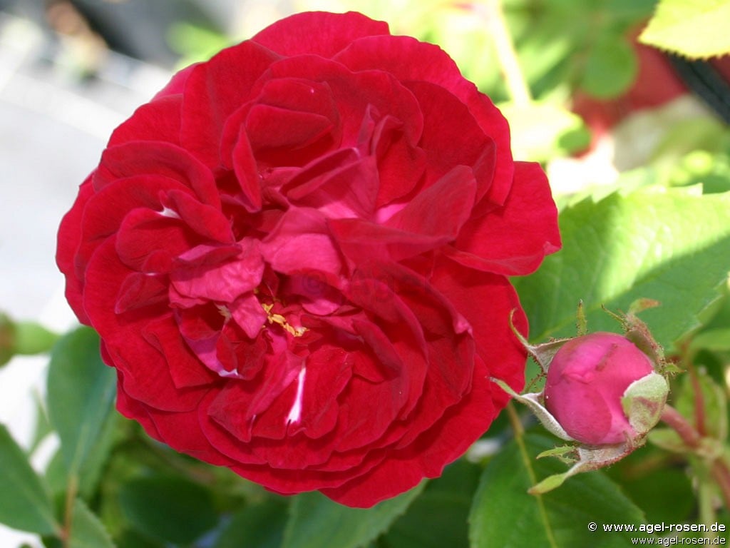 Picture of the rose 'Danse de Sylphes' (Climbing Rose)