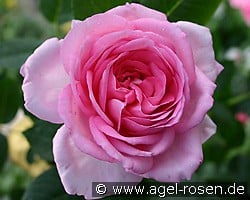 Ghita (Climbing Rose) Picture of the rose 'Ghita' (Climbing Rose)
