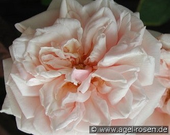 Gloire de Dijon (Climbing Rose) Picture of the rose 'Gloire de Dijon' (Climbing Rose)