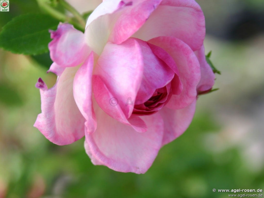 Picture of the rose 'Jasmina' (Climbing Rose)