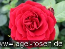 Picture of the rose 'Naheglut' (Climbing Rose)