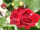 Naheglut (Climbing Rose) Picture of the rose 'Naheglut' (Climbing Rose)