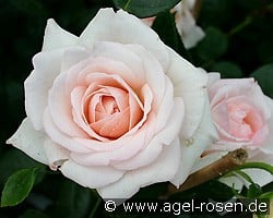Penny Lane (Climbing Rose) Picture of the rose 'Penny Lane' (Climbing Rose)
