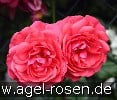 Picture of the rose 'Rosarium Uetersen' (Climbing Rose)