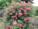 Rosarium Uetersen (Climbing Rose) Picture of the rose 'Rosarium Uetersen' (Climbing Rose)