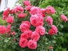 Rosarium Uetersen (Climbing Rose) Picture of the rose 'Rosarium Uetersen' (Climbing Rose)