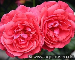 Rosarium Uetersen (Climbing Rose) Picture of the rose 'Rosarium Uetersen' (Climbing Rose)