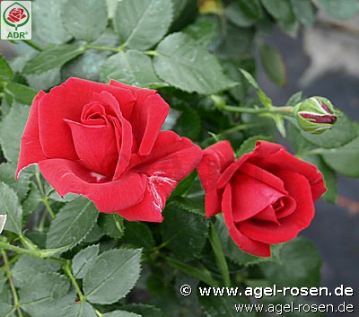 Picture of the rose 'Sympathie' (Climbing Rose)