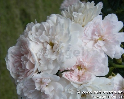 Picture of the rose 'White Dorothy' (Climbing Rose)
