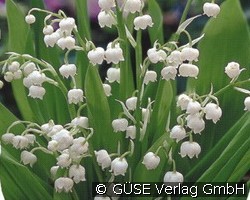 Maiglöckchen (Stauden für Beete, Rabatten & Schnitt) Bild der Staude 'Maiglöckchen' (Convallaria majalis)