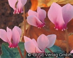 Alpenveilchen (Perennials for rockeries & drywalls) Picture of the perennial 'Alpenveilchen' (Cyclamen hederifolium 'Rosenteppich')