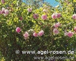 Picture of the rose 'Trigentipetala' (Damascene Rose)