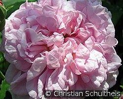 Ispahan (Damaszenerrose) Bild der Rose 'Ispahan' (Damaszenerrose)