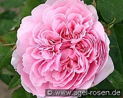 Jacques Cartier (Damaszenerrose) Bild der Rose 'Jacques Cartier' (Damaszenerrose)