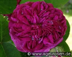 Rose de Resht (Damaszenerrose) Bild der Rose 'Rose de Resht' (Damaszenerrose)