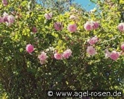 Trigentipetala (Damaszenerrose) Bild der Rose 'Trigentipetala' (Damaszenerrose)