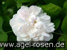 Bild der Rose 'Weiße Jacques Cartier' (Damaszenerrose)