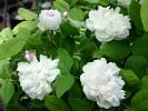 Weiße Jacques Cartier (Damaszenerrose) Bild der Rose 'Weiße Jacques Cartier' (Damaszenerrose)