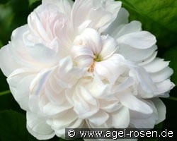 Weiße Jacques Cartier (Damaszenerrose) Bild der Rose 'Weiße Jacques Cartier' (Damaszenerrose)