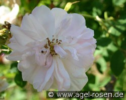 York & Lancaster (Damaszenerrose) Bild der Rose 'York & Lancaster' (Damaszenerrose)