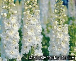 Rittersporn (Stauden für Beete, Rabatten & Schnitt) Bild der Staude 'Rittersporn' (Delphinium -Hybride 'Pacific Galahad')