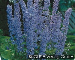 Rittersporn (Stauden für Beete, Rabatten & Schnitt) Bild der Staude 'Rittersporn' (Delphinium -Pacific-Hybr. 'Guinivere')