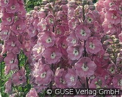 Rittersporn (Stauden für Beete, Rabatten & Schnitt) Bild der Staude 'Rittersporn' (Delphinium Hybride 'Pacific Astolat')