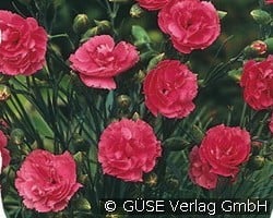 Feder-Nelke (Stauden für Steingärten & Trockenmauern) Bild der Staude 'Feder-Nelke' (Dianthus Plumarius-Hybride)