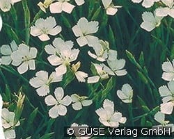 Heide-Nelke kaufen, clicken für mehr Details Heide-Nelke