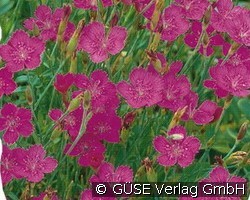 Heidenelke (Stauden für Beete, Rabatten & Schnitt) Bild der Staude 'Heidenelke' (Dianthus deltoides 'Roseus')